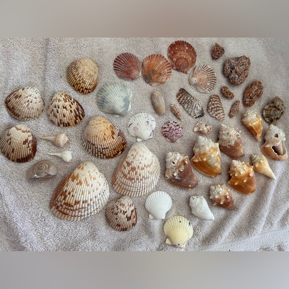 Other - Shells package - Fall/ Rustic Inspired from Sanibel Island!